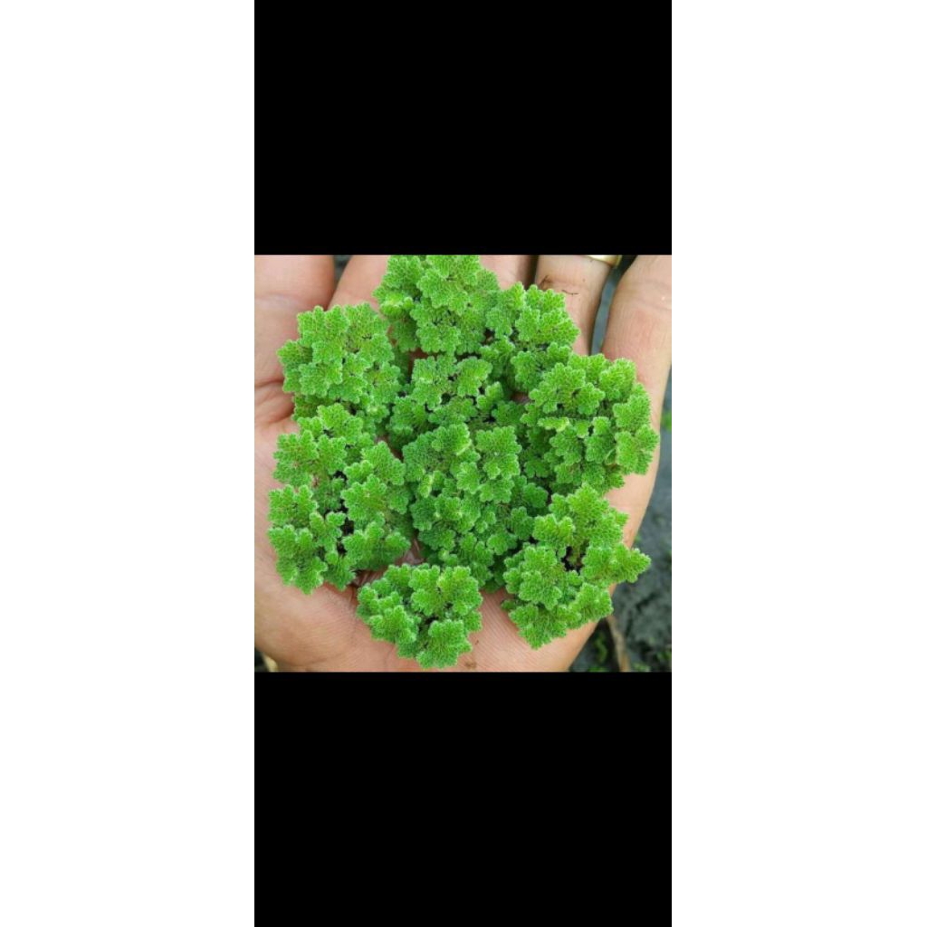 tanaman azola (pakan ayam dan bebek)(pupuk tanaman)