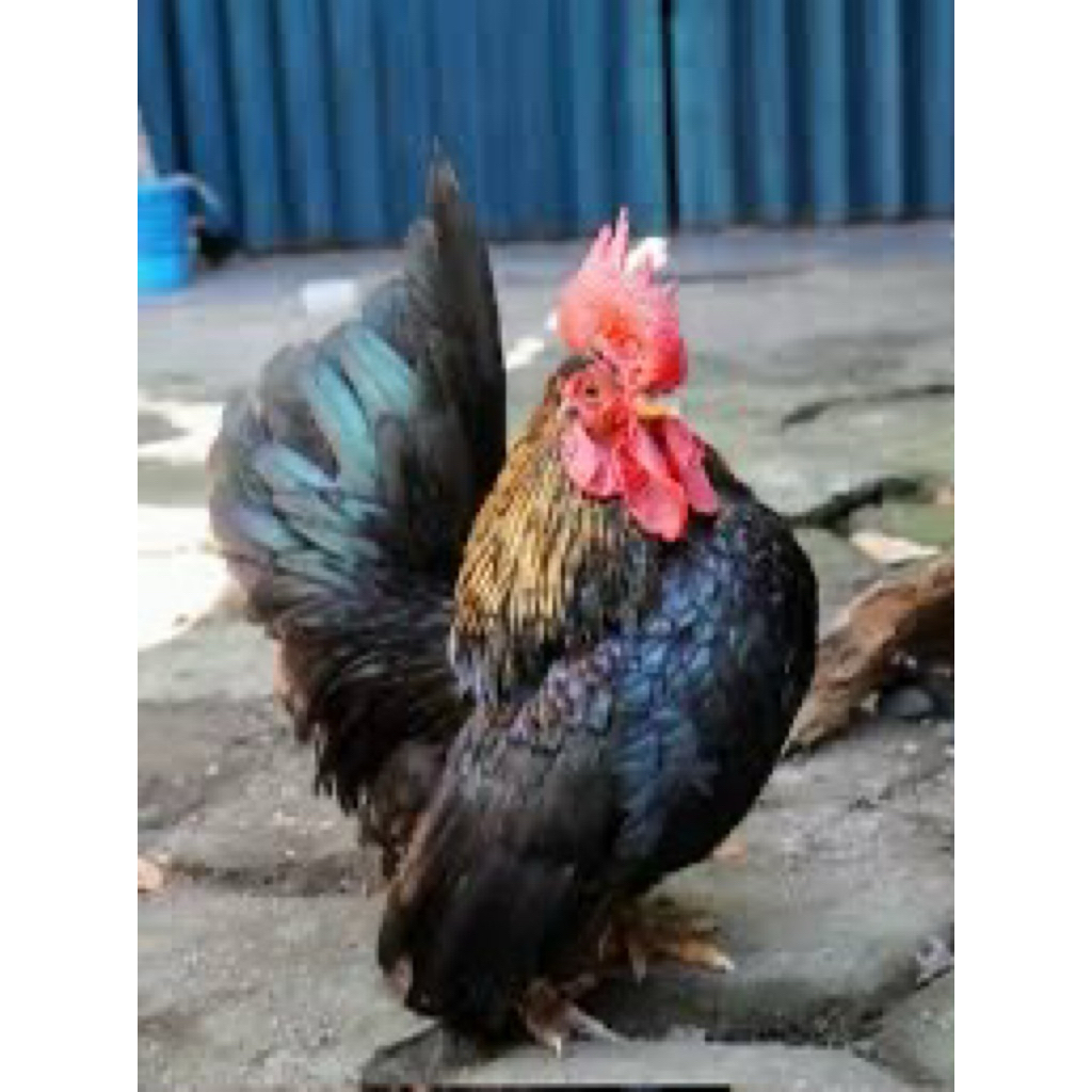 

TELUR FERTIL AYAM SERAMA HIAS UNTUK DITETASKAN