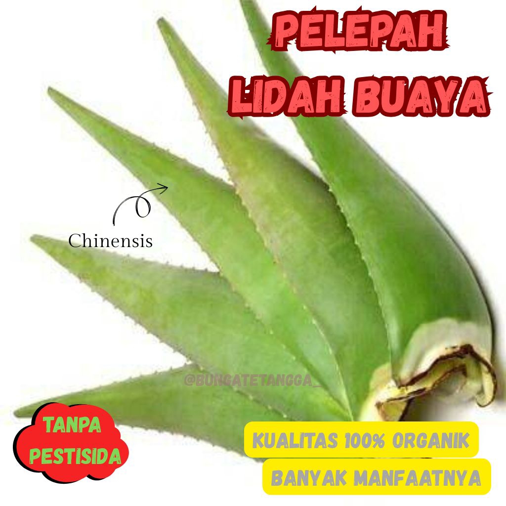 PELEPAH TANAMAN LIDAH BUAYA/ALOEVERA ORGANIK 1KG