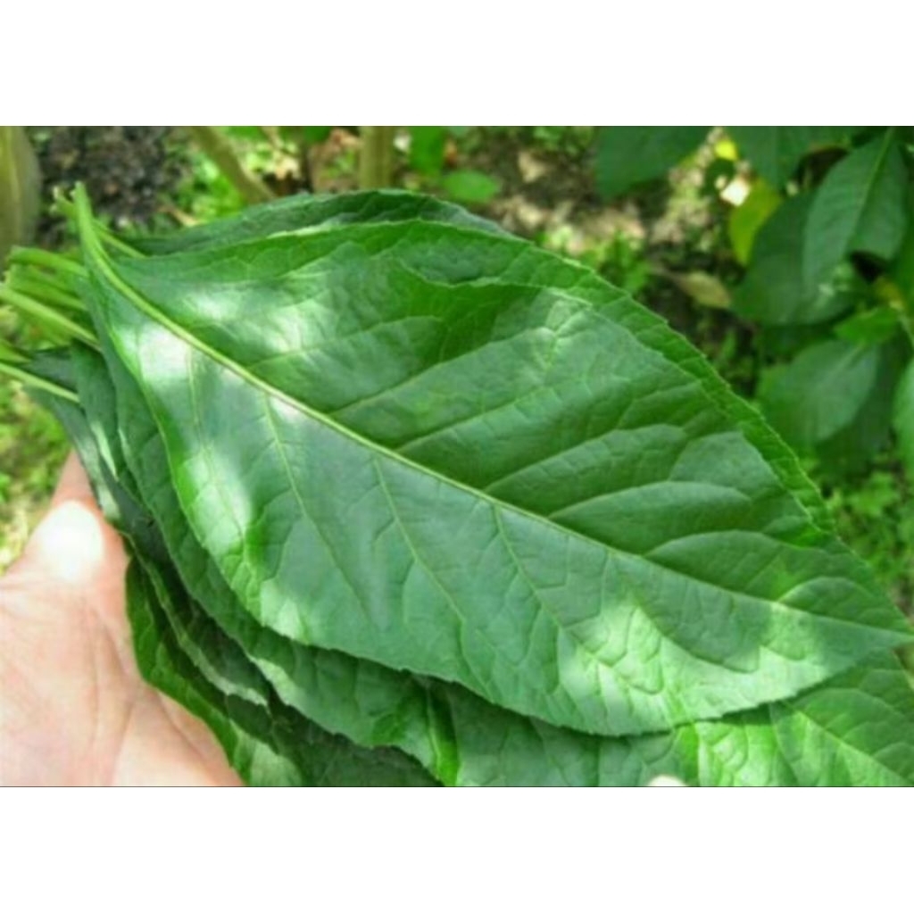 

1 kg DAUN AFRIKA ASLI DAUN AFRIKA BASAH/DAUN SAMBUNG NYAWA FRESH SEGAR DI PETIK DADAKAN SAAt MSUK ORDERAN TERMURAH TERLARIS