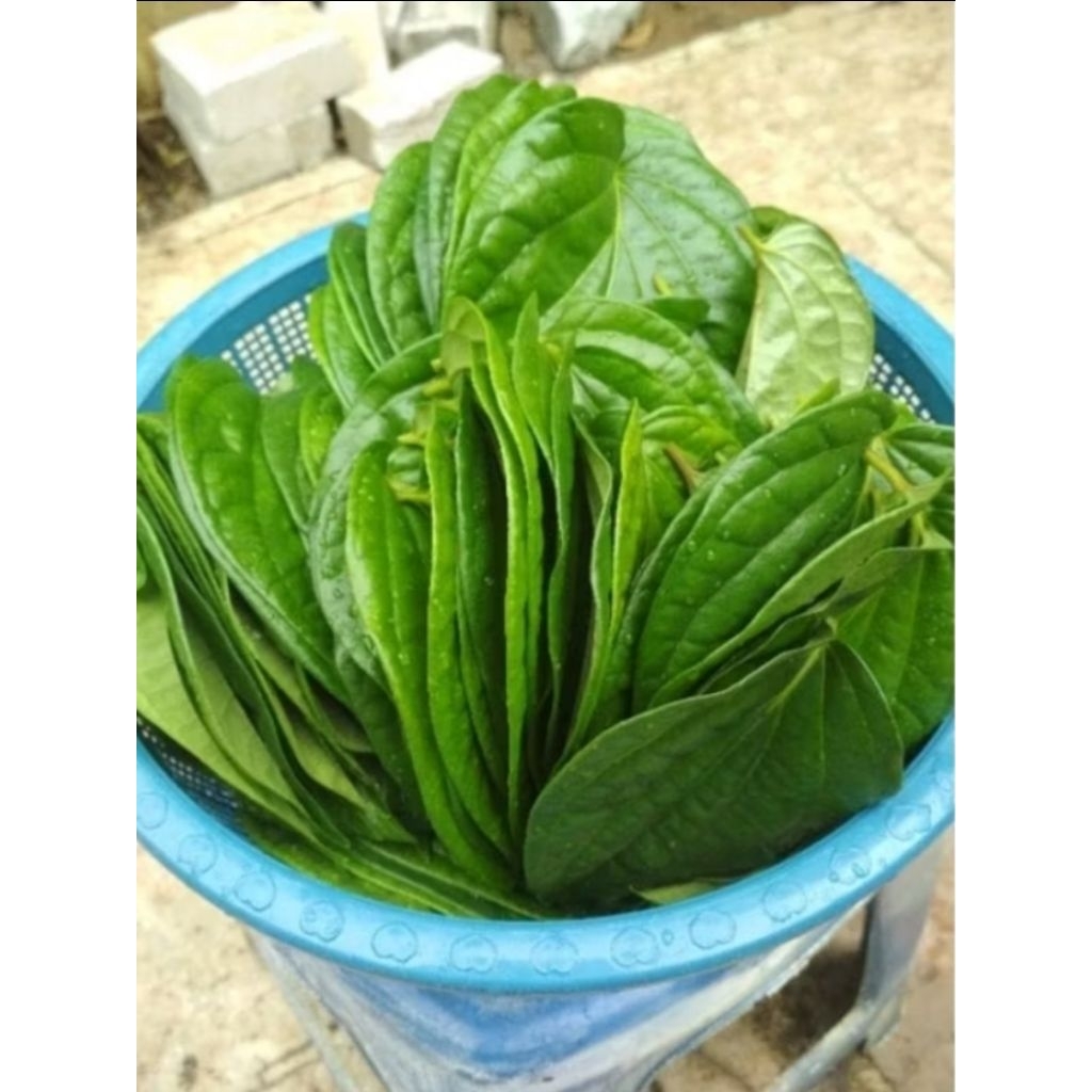 

daun sirih basah segar yang per 50 lembar fresh d petik dadakan saat masuk orderan Termurah terlaris