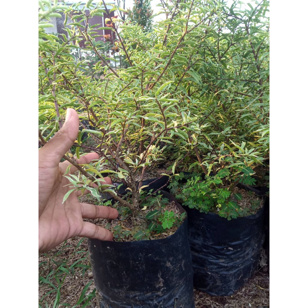 Sekar_Jenaka Anting Putri Mikro Varigata Bibit Unggul Untuk Bonsai