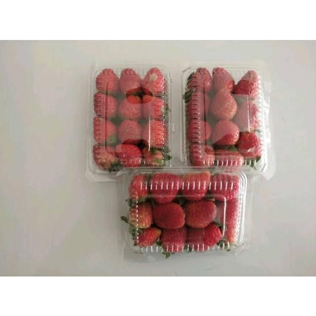 

BUAH STRAWBERRY FRESH/SEGAR DALAM KEMASAN MIKA
