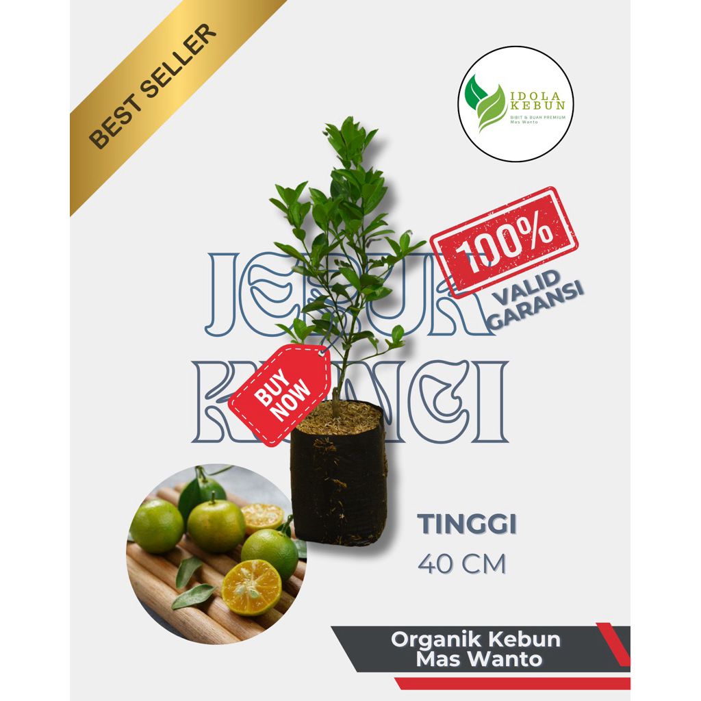 BIBIT JERUK VARIETAS KUNCI HASIL OKULASI-BIBIT JERUK KUNCI-BIBIT BUAH JERUK KUNCI-BUAH JERUK KUNCI