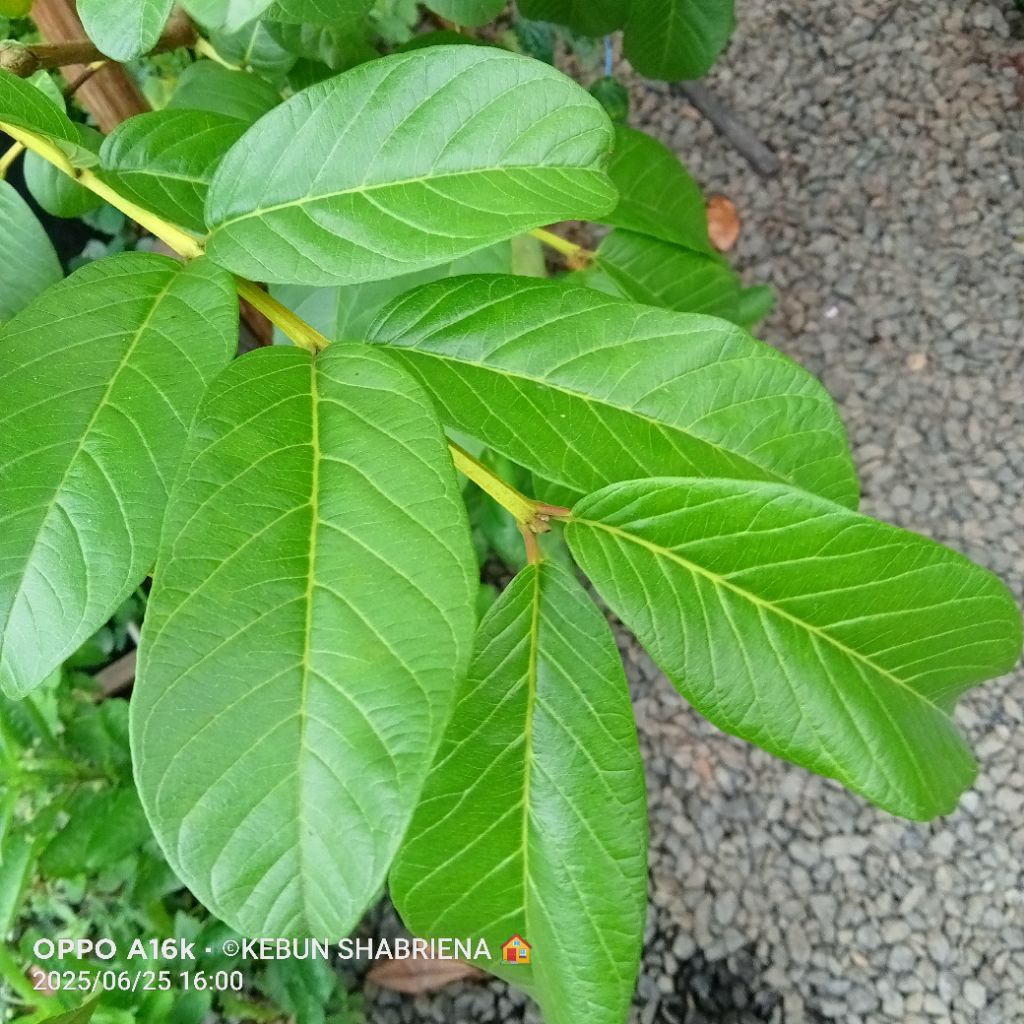 

Daun Jambu Biji Segar 15 Lembar harga Rp.5000 saja