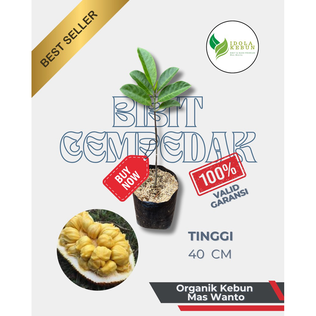 BIBIT BUAH CEMPEDAK MADU HASIL OKULASI-BIBIT BUAH CEMPEDAK-BIBIT CEMPEDAK-CEMPEDAK MADU UNGGUL