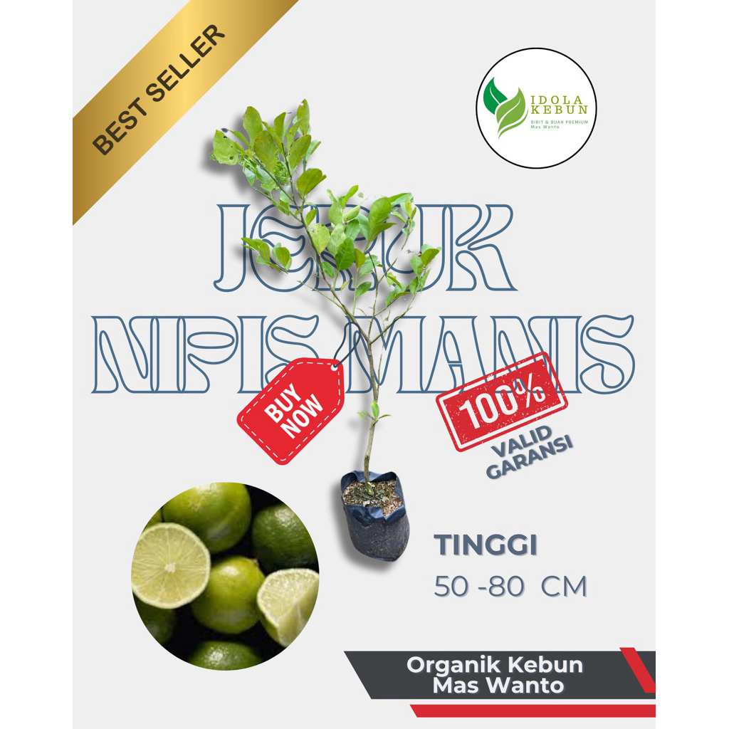BIBIT BUAH VARIETAS JERUK NIPIS MANIS-BIBIT JERUK NIPIS MANIS-BIBIT BUAH JERUK NIPIS MANIS UNGGUL