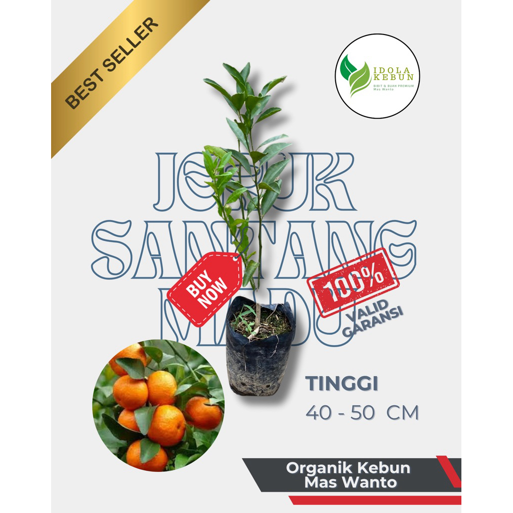 BIBIT JERUK VARIETAS SANTANG MADU-BIBIT JERUK SANTANG MADU-BIBIT BUAH JERUK SANTANG MADU-BIBIT JERUK