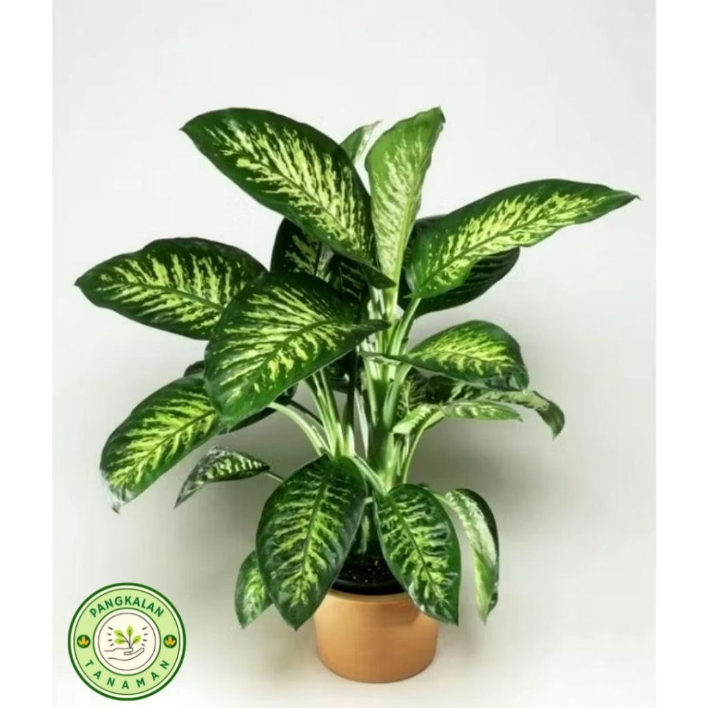 Tanaman Hias Blanceng Zebra - Tanaman Hidup Blanceng Zebra