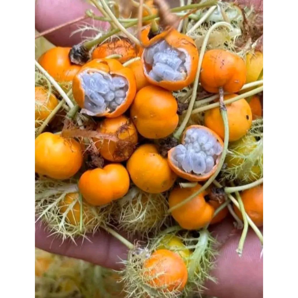 

1 KG BUAH RAMBUSA HUTAN MASIH SEGAR