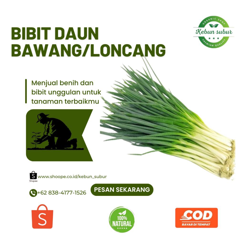

KEBUN_SUBUR-Bibit Daun Bawang Siap Tanam