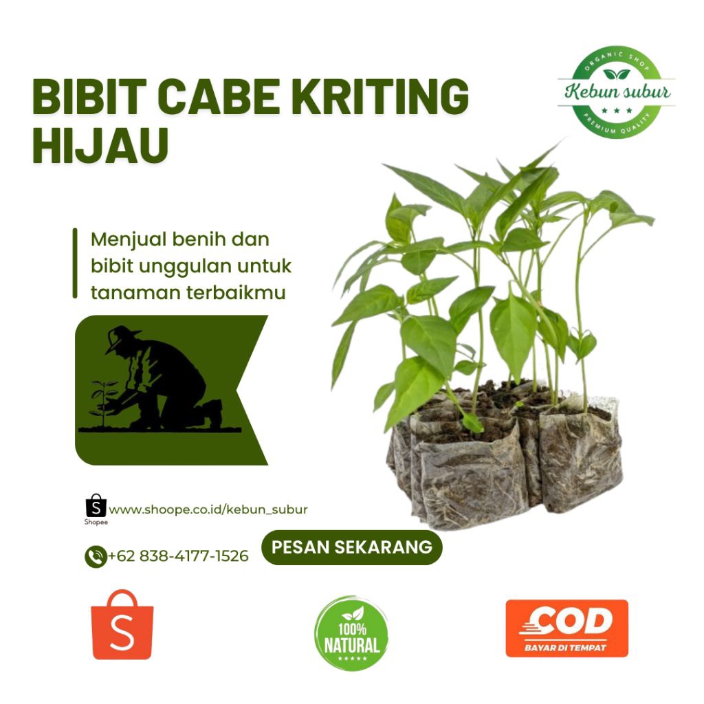 KEBUN_SUBUR - Bibit Cabe Kriting Hijau Siap Tanam