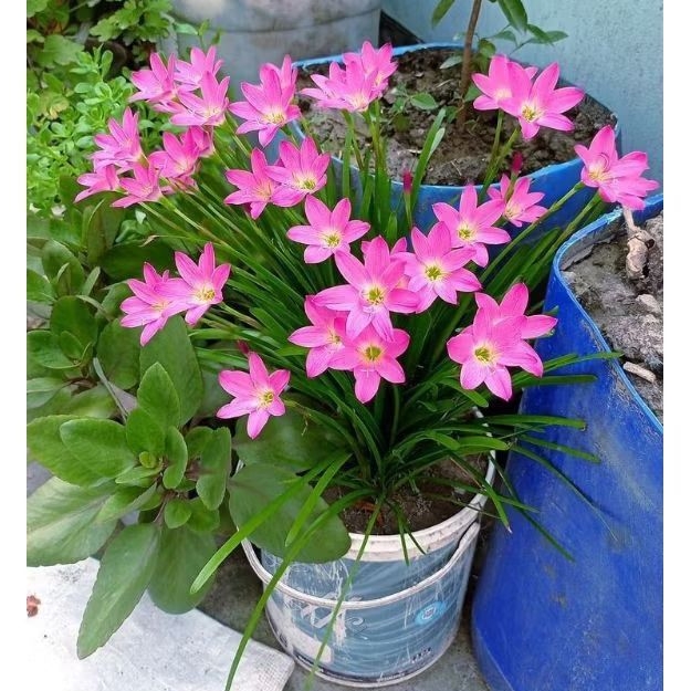 Tanaman Hias Kucai Tulip Pink/bibit pohon tulip bunga pink