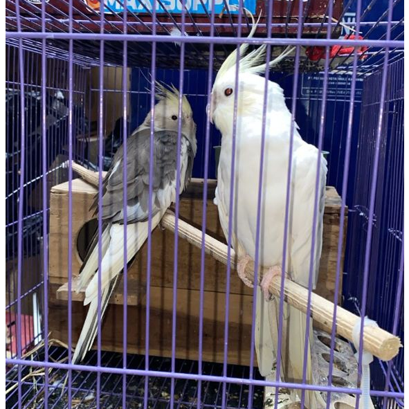 ParrotBoys - Burung Falk Indukan Sepasang Cream Face Jantan CF Spotted x Betina CF Pied
