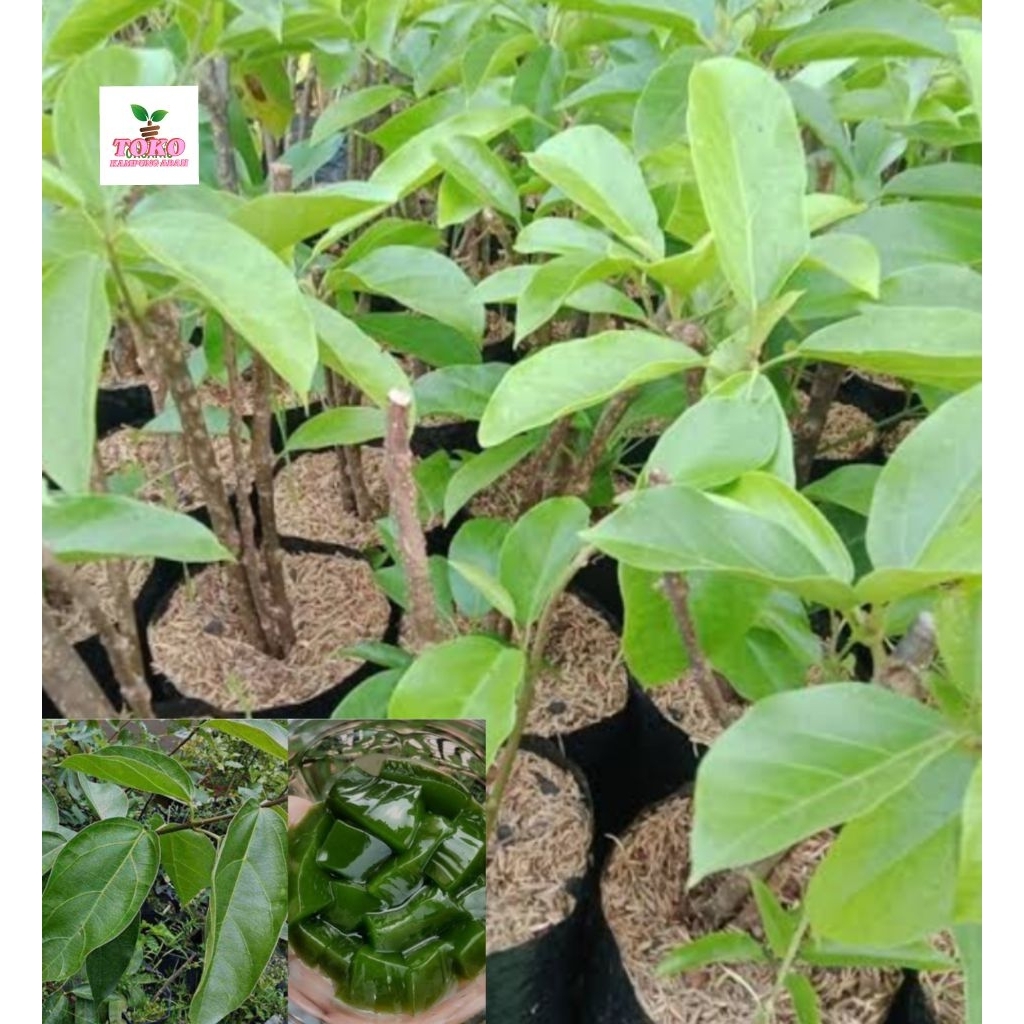 benih bibit cincau hijau jeli