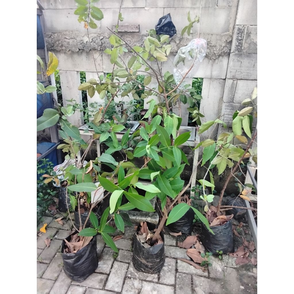 Bibit jambu kristal / air madu deli merah / deli hijau (cangkokan)