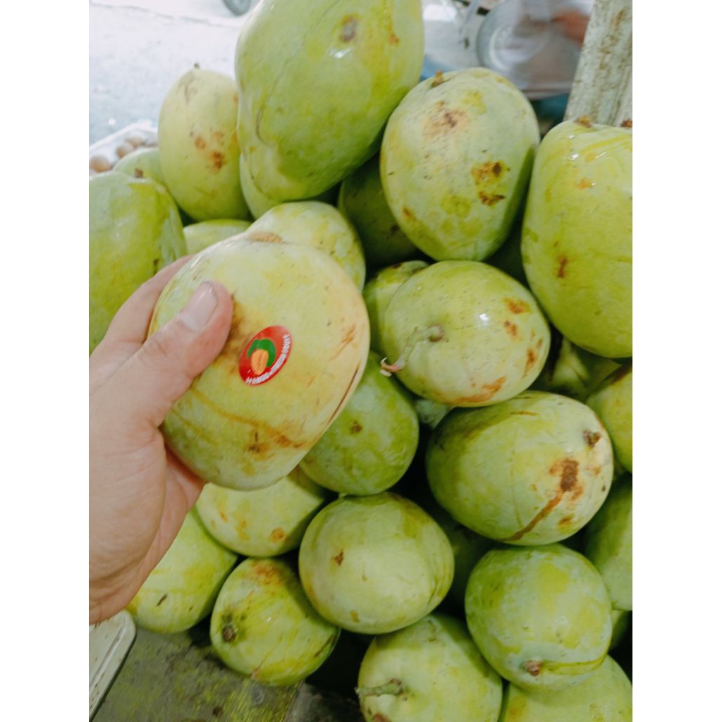 

Mangga Indramayu mentah/mengkel(500g)