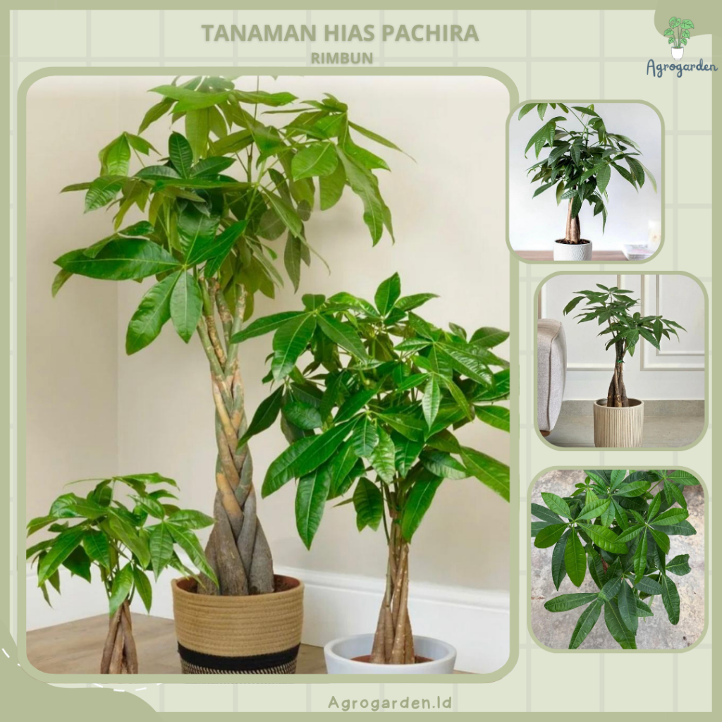 tanaman hoki pachira kepang /  pohon uang atau money tree - Tanaman Hias Pachira - Money Tree -Tanam