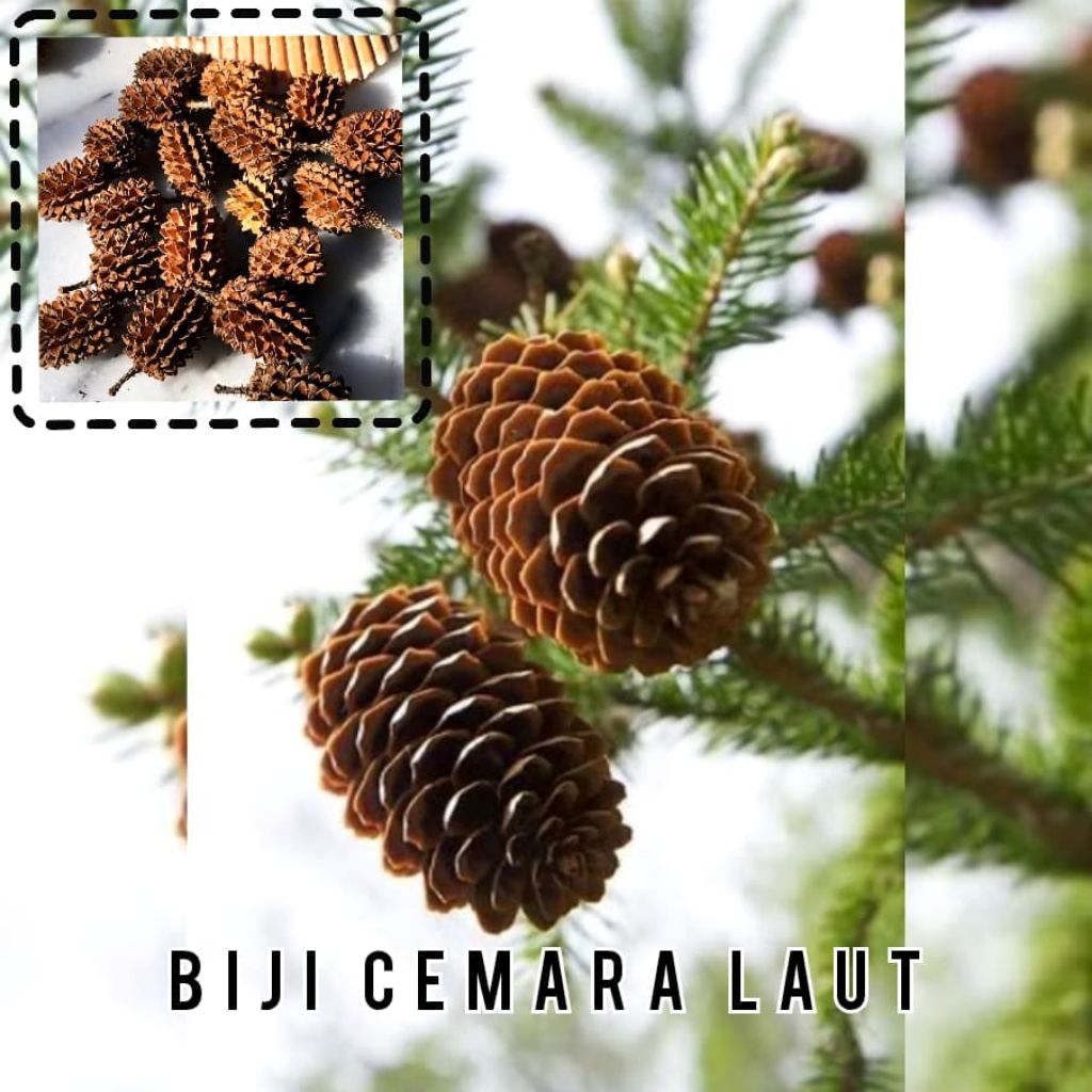 [20 pcs] Biji cemara laut | Biji durenan | Kerajinan