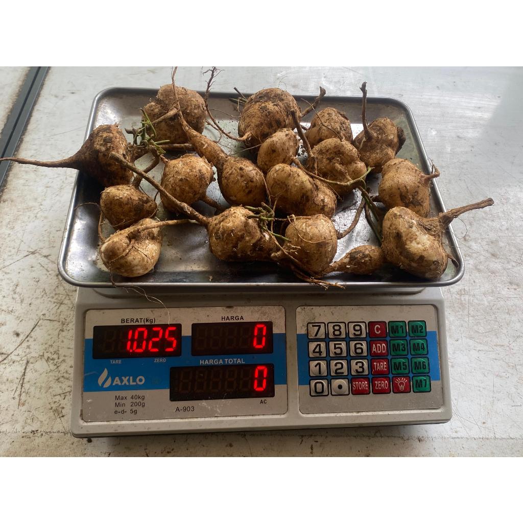 

BUAH BENGKOANG 1kg UKURAN KECIL/ MANIS/ 1KG /BAHAN CHOI PAN/UMBI/SAYUR