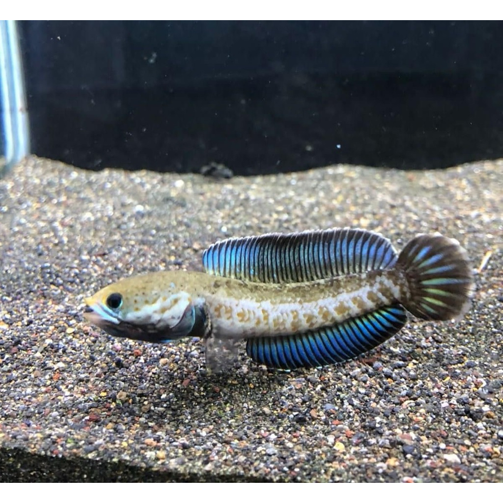 Chana andrao gondrong Grade A+ size 6-8cm full pelet