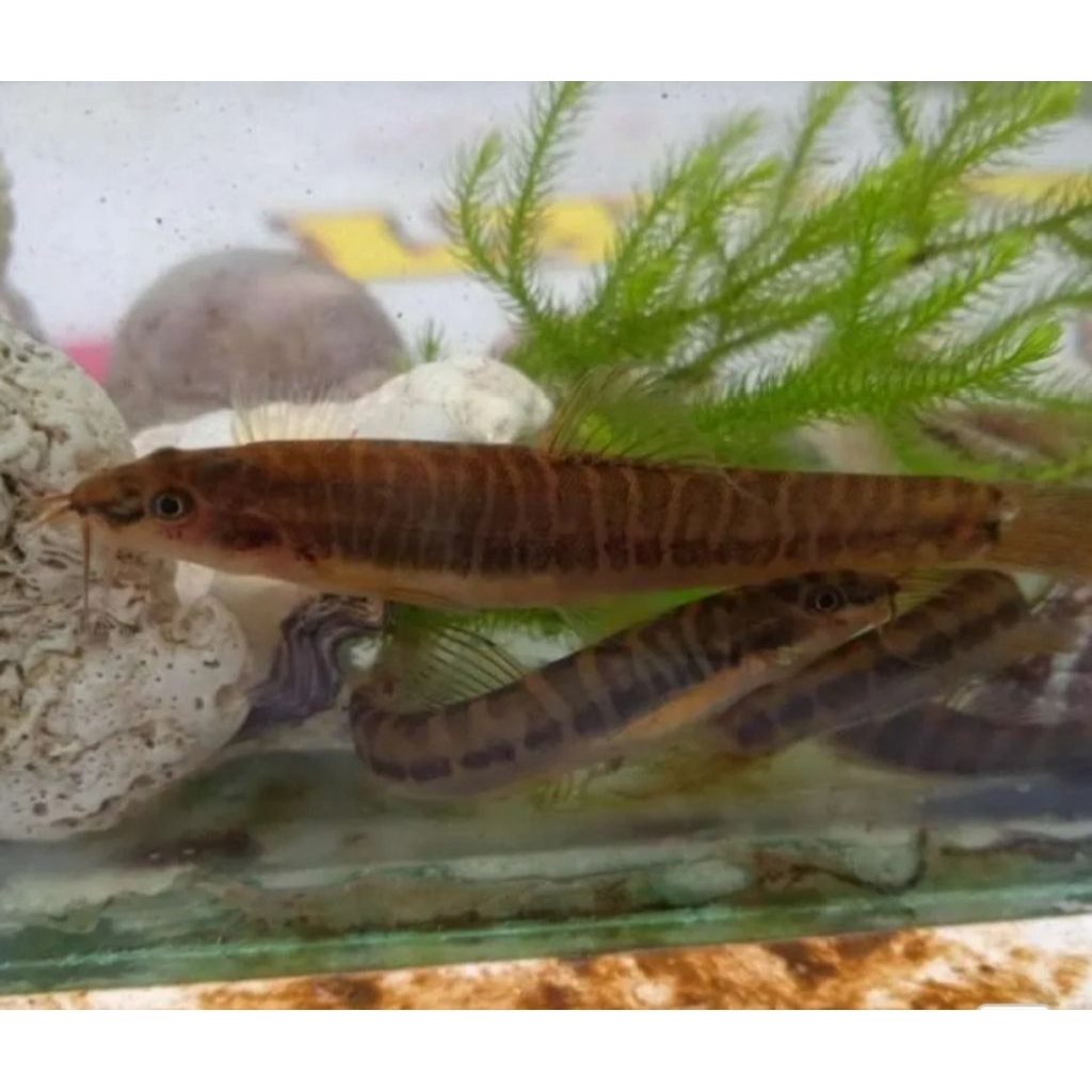 hiasan aquarium ikan hias uceng 10pcs aquascape
