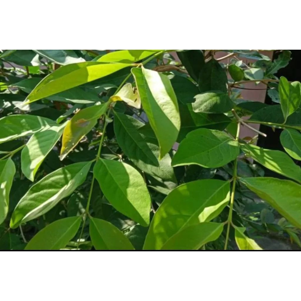 

daun salam 100 lembar segar fresh