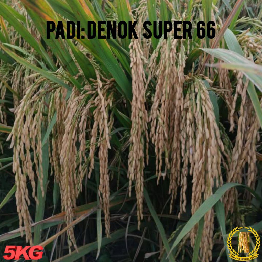 Benih Padi Denok Super 66 Unggul Kemasan 5Kg Kualitas Super Unggu