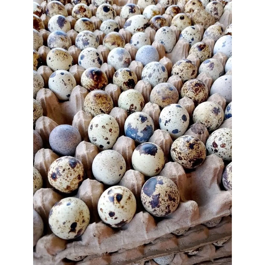 

TELUR PUYUH FERTIL dan KONSUMSI