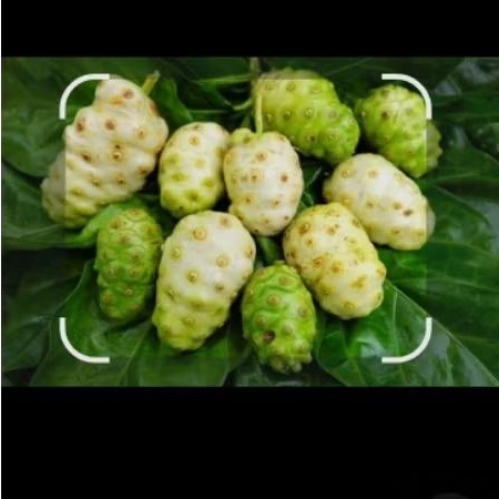 

Buah Mengkudu Buah Pace