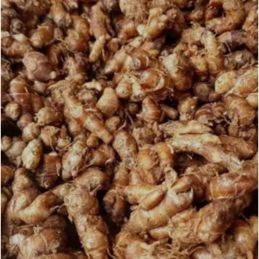 

kencur 1kg segar dan berkualitas cocok untuk bikin seblak