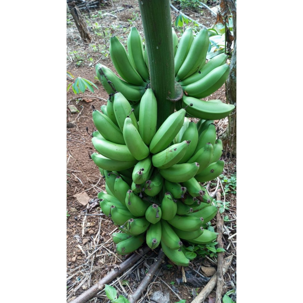 

pisang susu jumbo 1kg