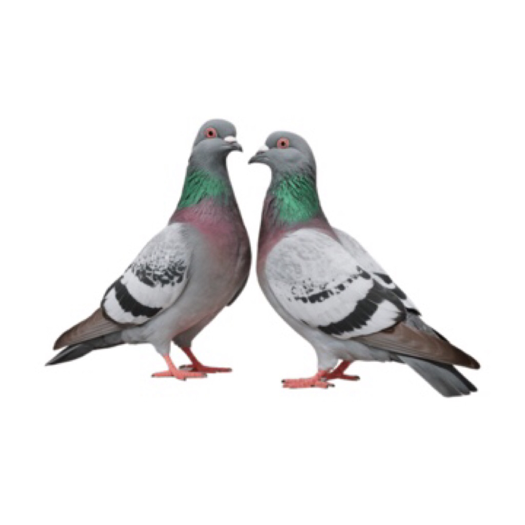 BURUNG DARA MERPATI SATUAN/SEPASANG