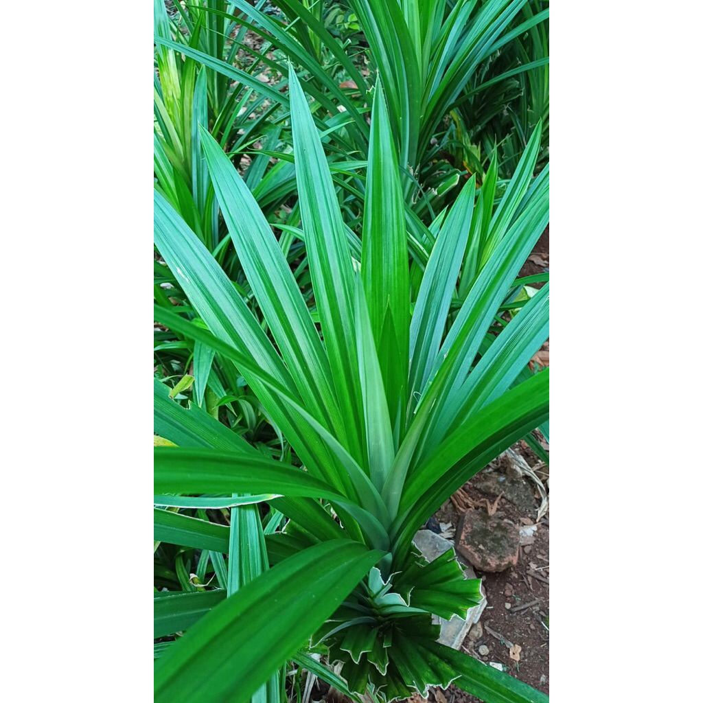 

Daun Pandan/ Pandan Wangi/ beli 10 ikat gratis 1 ikat