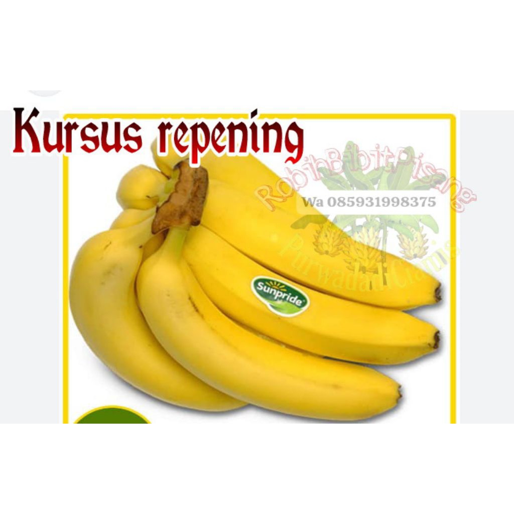 

kursus menguningkan pisang cavendish /repening sederhana.