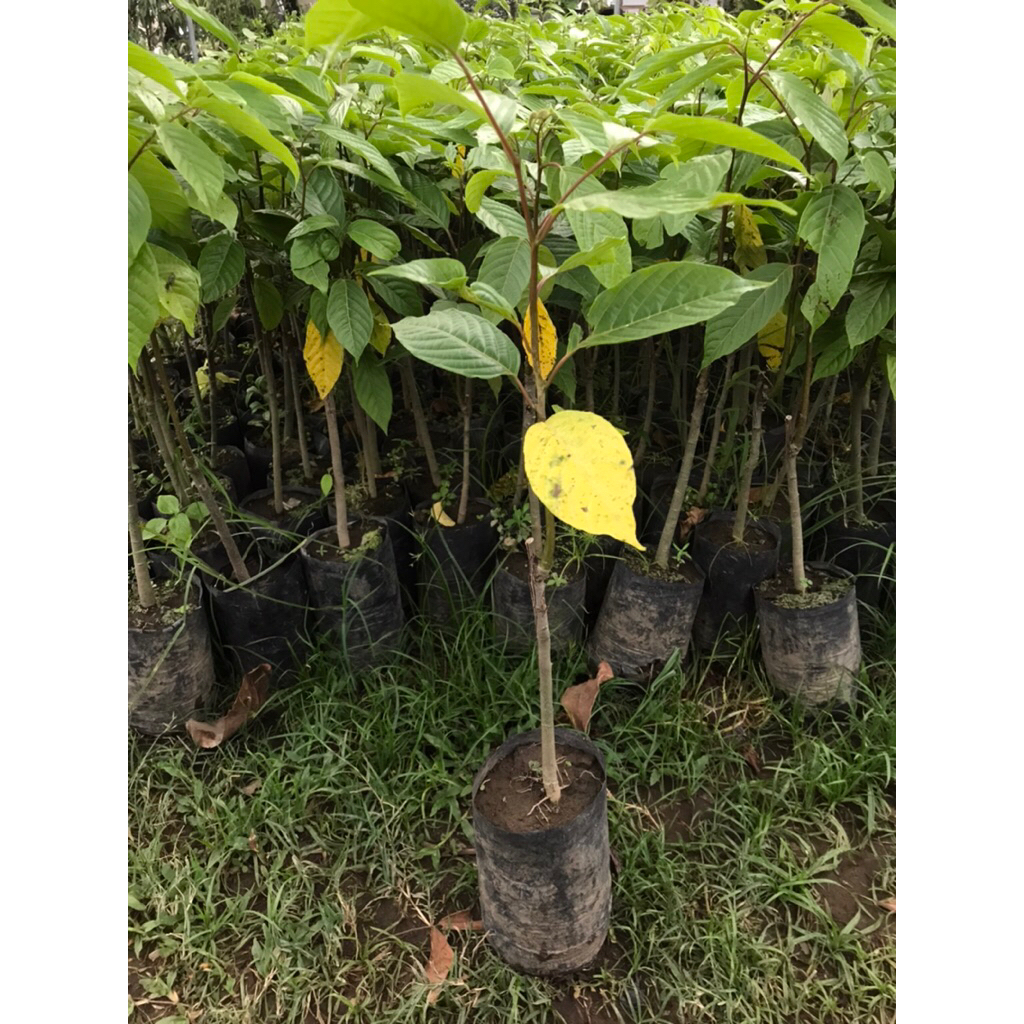 bibit kembang /kenongo/kenongo/ronce kenongo/bibit kembang hidup