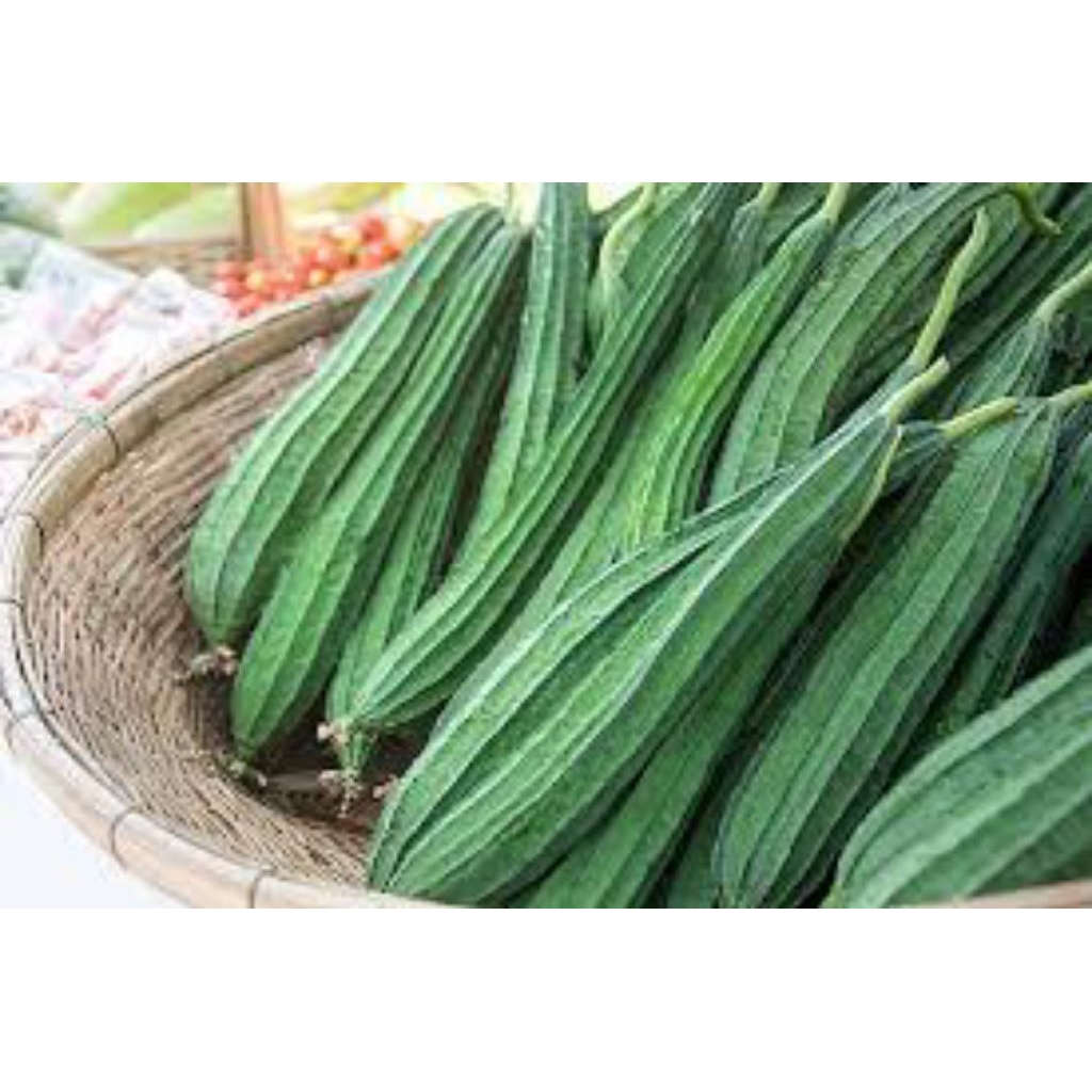 

sayur oyong 500g
