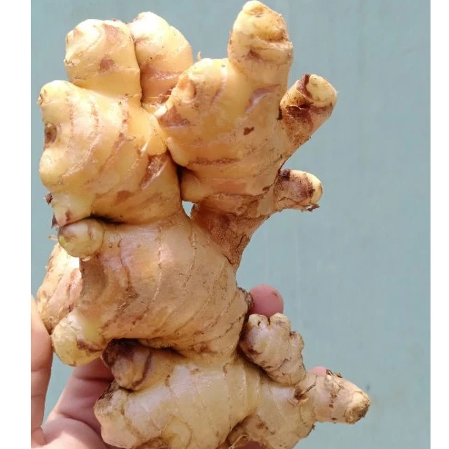 

Jahe Gajah Putih Fresh Rimpang Besar 1 Kg Sudah Bersih