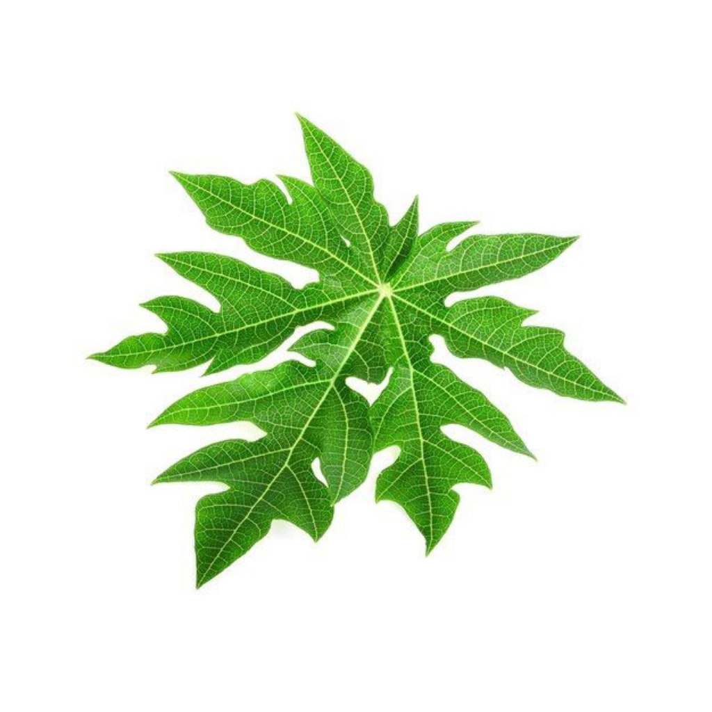 

Daun Pepaya Segar Pesanan Daun Muda Atau Tua/500 gram(Dipetik saat Dikemas)