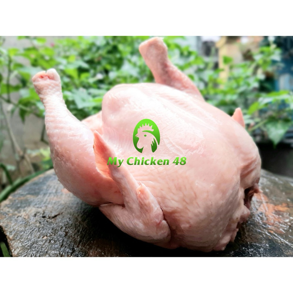 

Ayam Utuh Daging Ayam Potong Segar Fresh Frozen Chicken Murah