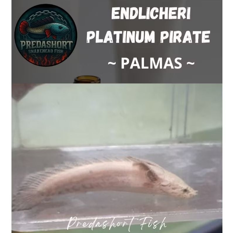 koleksi palmas edlicheri platinum pirate
