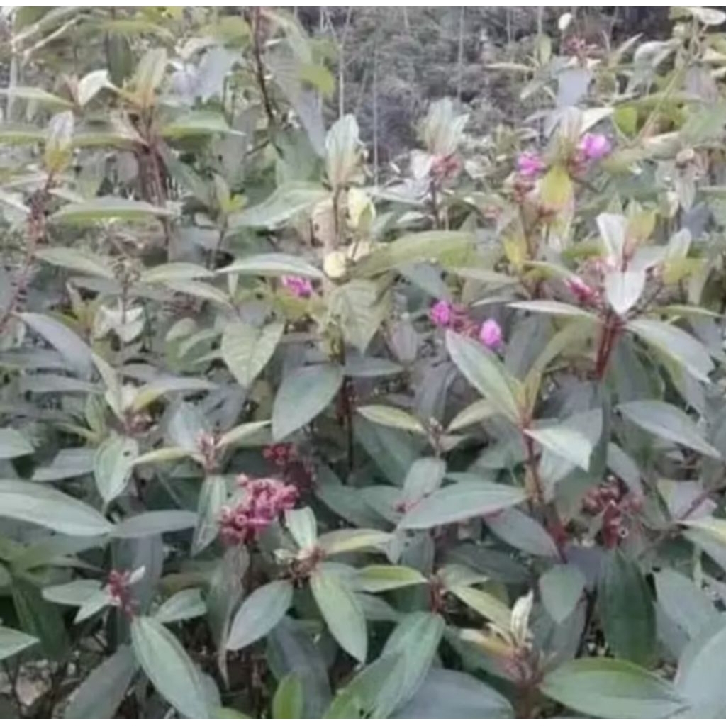 

DAUN HARENDONG SENGGANI SENDUDUK 100 PCS,. BARU PETIK #senduduk, harendong, dan cengkodok.