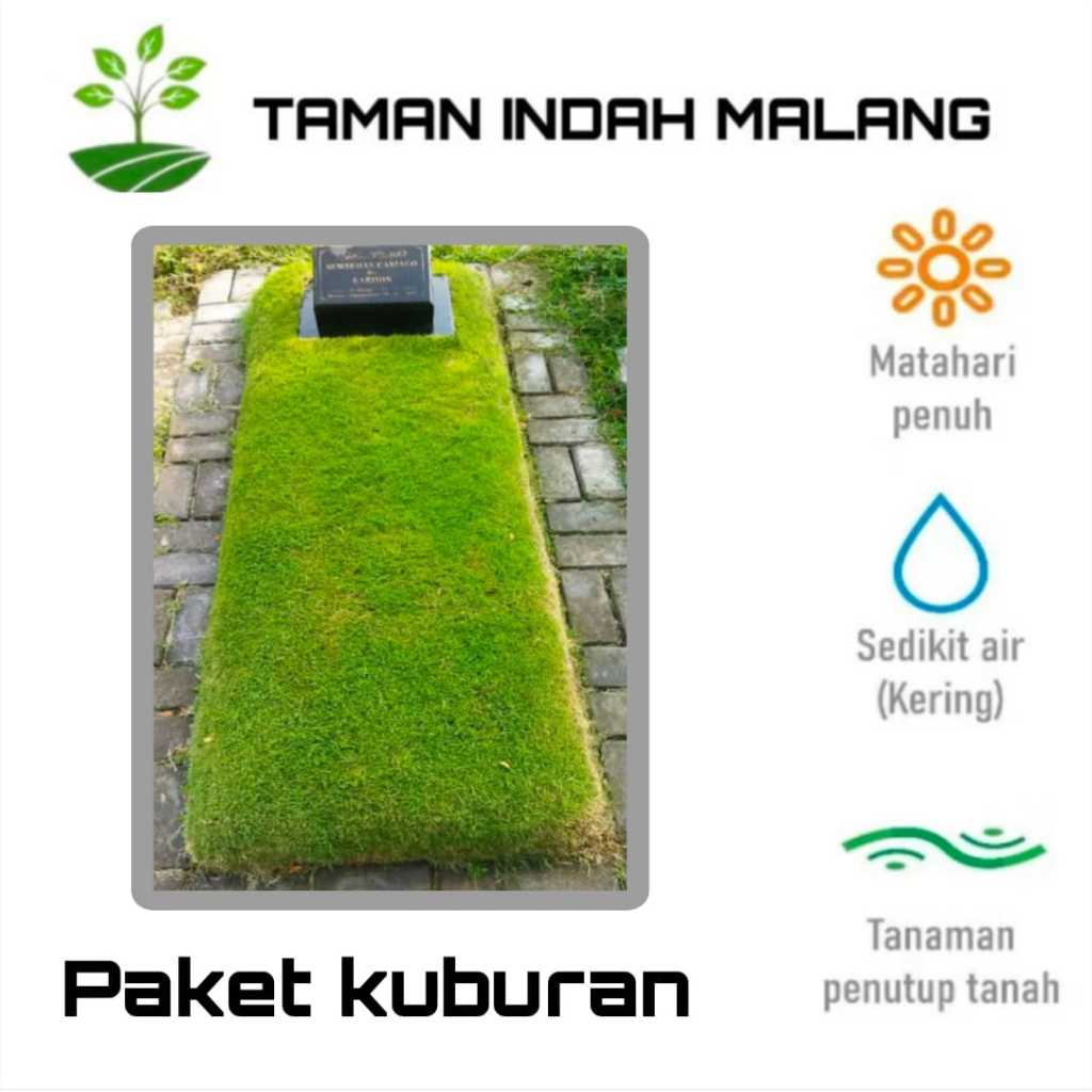 rumput jepang,rumput gajah,rumput hias makam dan taman
