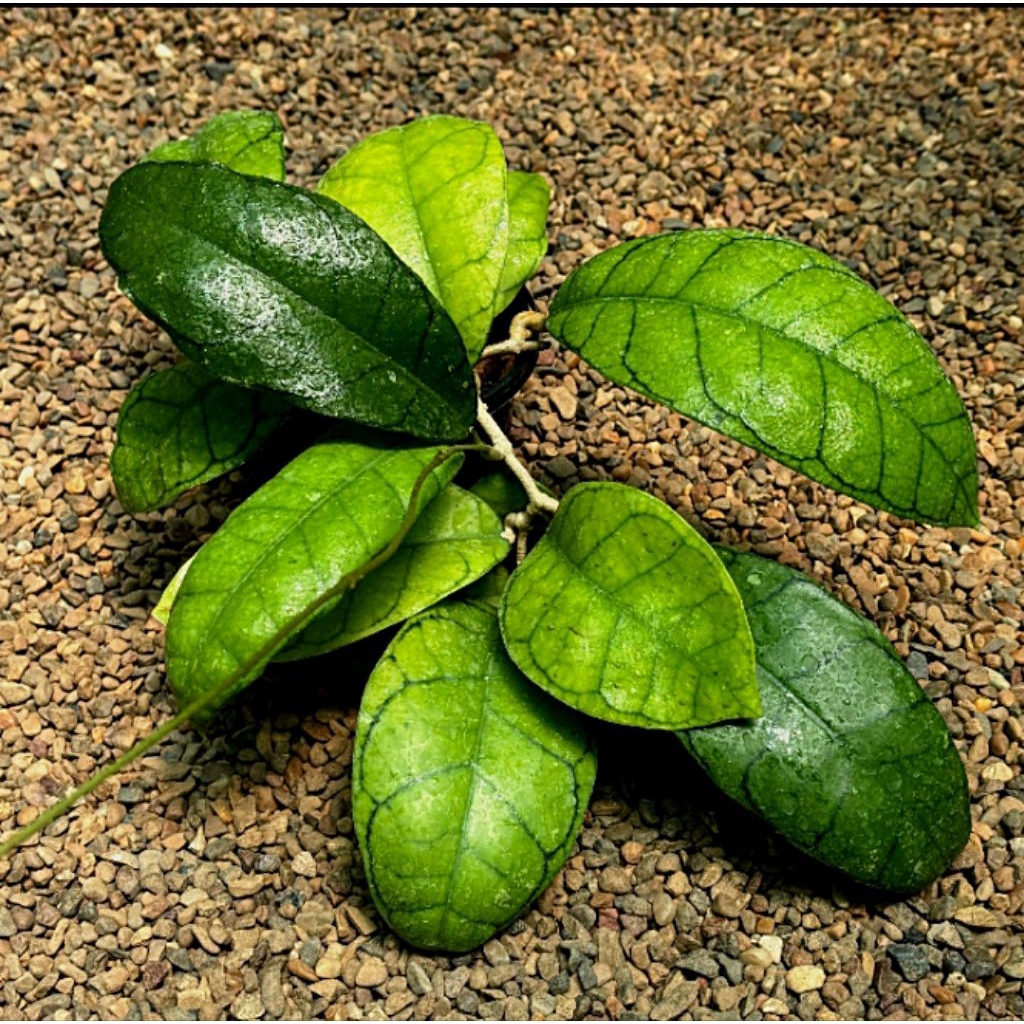 Hoya kellistophilla rimbun