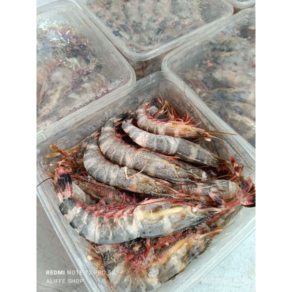 

1 box udang windu uk kurleb 1kg