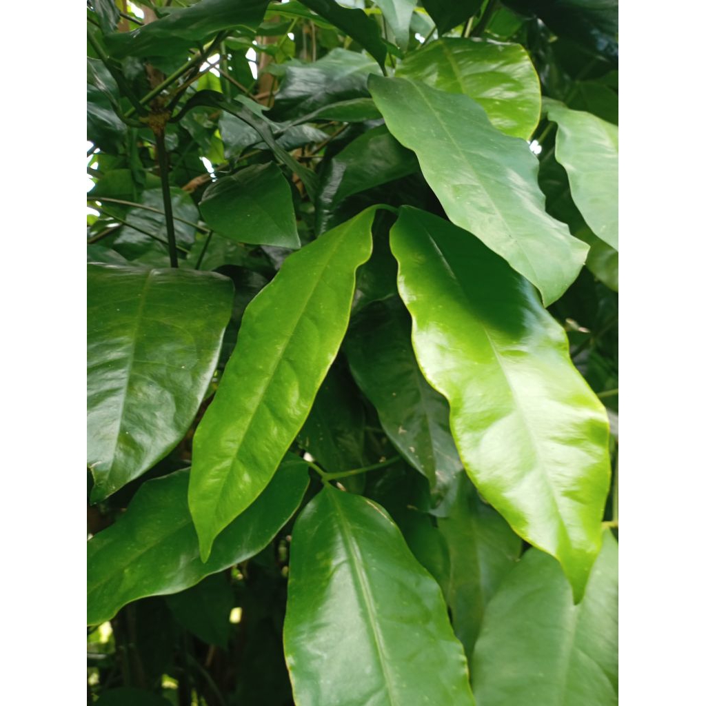 

Petik Godong So Belinjo segar