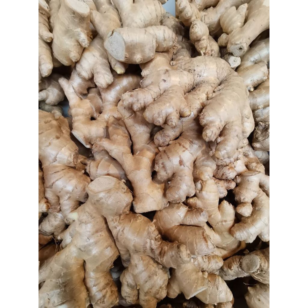 

Jahe Gajah Berkualitas / Jahe Gajah Murah / Jahe Premium