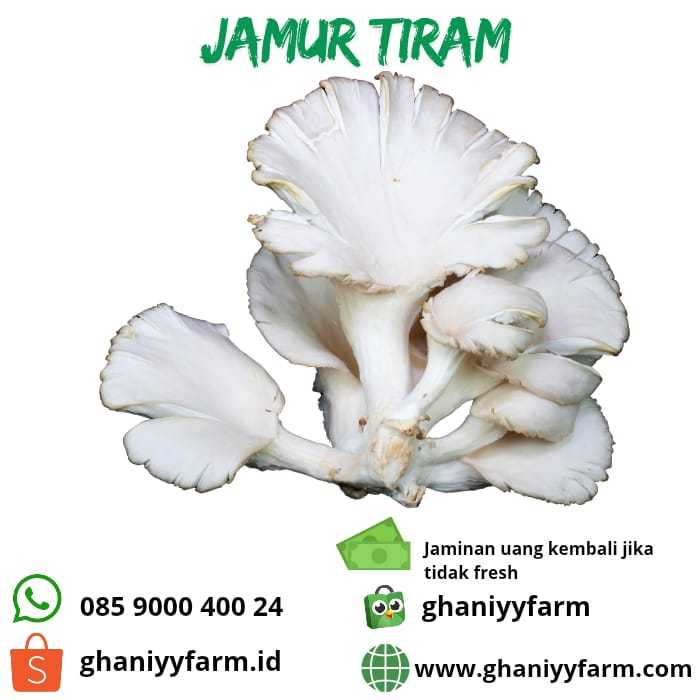 

Jamur Tiram 200Gram
