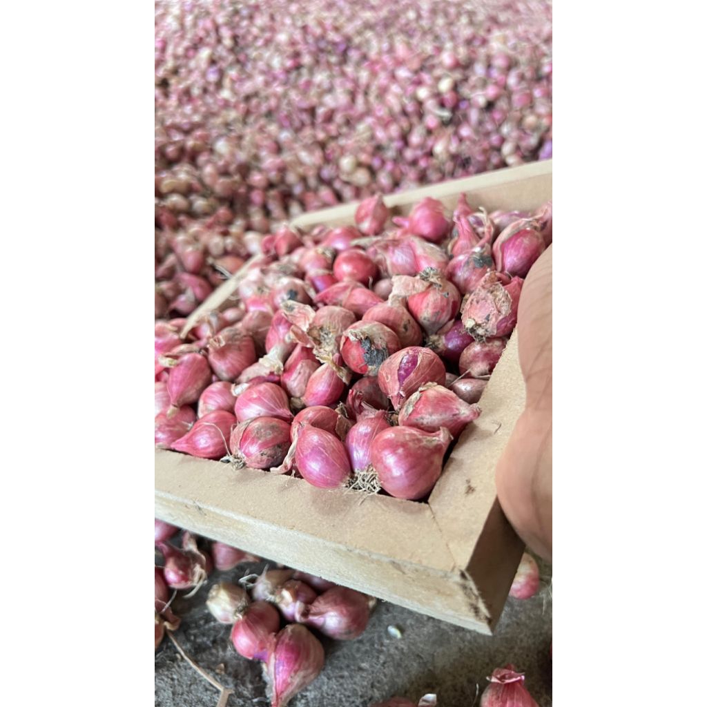 

BAWANG MERAH NGANJUK LOKAL TANGGUNG 1 KG