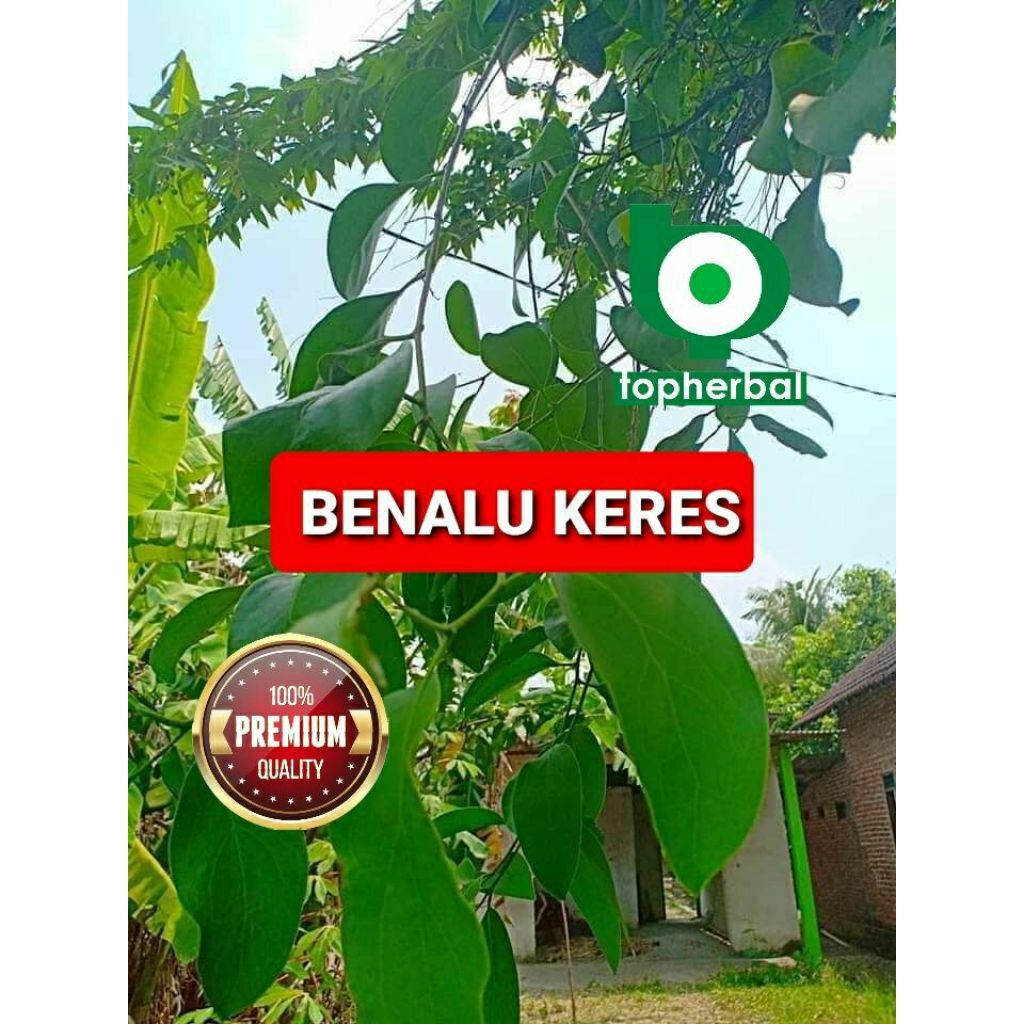 

Daun benalu keres kering hijau grade A+ 1/2kg/500gram